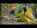 Download Lagu Suara Pikat Burung PRENJAK Kombinasi SOGON Dan PLECI. Paling Jitu..