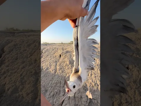 لحظة إنقاذ نورس مصاب في الوادي! ⚠️