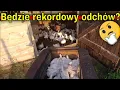 Download Lagu I'm moving the last batch of broilers. | I bought straw for the animals.