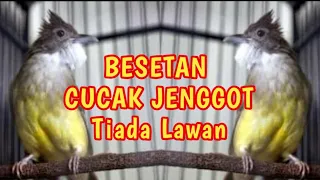 Download Terapi Cucak Jenggot Gacoran Suara Asli Jenggot MP3