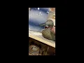 Southeast Kansas Flea Markets