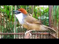 Download Lagu Burung KASO KASO Gacor‼️Untuk Pancing Bunyi