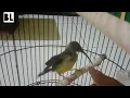 Download Lagu anakan burung pijantung umur 2 bulan tapi gacor