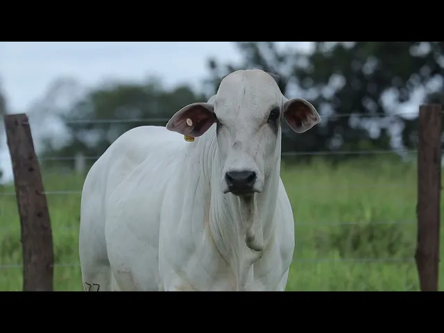 Touro Nelore ROZZ - 2499