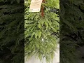 WALMART CHRISTMAS 2024 MY TEXAS HOUSE CHRISTMAS TREE