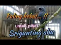 Download Lagu Suara Pikat Srigunting Abu Paling Hebat