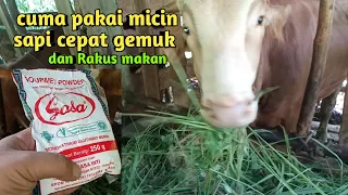 Download cara cepat menggemukkan sapi‼️ cuma pakai micin sapi cepat gemuk MP3