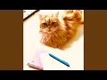 Download Lagu The Quick Wildcats