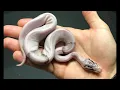 Lemonblast Enchi Pied x Sandblast Sterling Pied clutch results