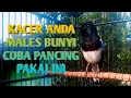 Download Lagu KICAUAN KACER DI PAGI HARI