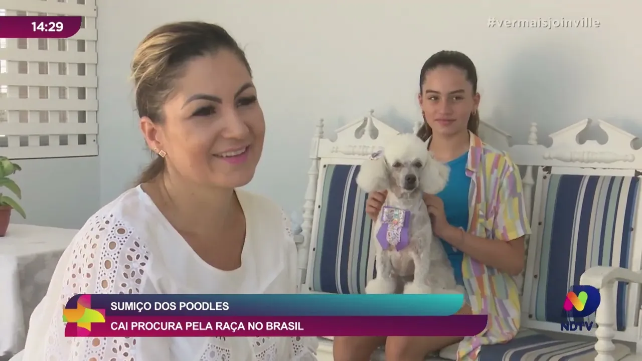 Sumiço dos Poodles: cai procura pela raça no Brasil