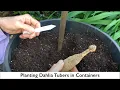 Lagu 84. Planting Dahlia Tubers in Pots \u0026 Containers.