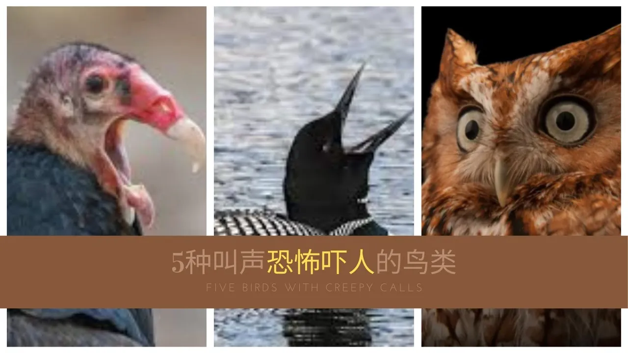 这些鸟的叫声太吓人! 盘点5种叫声奇怪恐怖的鸟类 | 5 birds with creepy calls