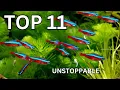 11 UNSTOPPABLE Fish That THRIVE in Any Aquarium