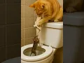 El gato rescatando a un ratón que cayó en el inodoro / The cat saving a mouse trapped in the toilet.