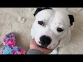 Download Lagu Shy dog celebrates adoption with awkward zoomies