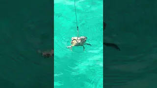 He Was NOT Giving Up 😂🦀