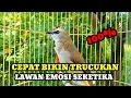 Download Lagu Suara burung trucuk gacor memanggil lawan Pancingan trucuk betina memanggil jantan