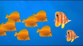 Windows XP Follow Wallpaper 8 Hours of Deep Ocean Calm 4K