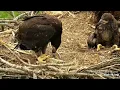 Decorah Eagles - North Nest powered by EXPLORE org Dekoras berneli 14 05 2022