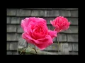 Morning (E.H.Grieg)