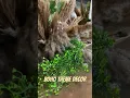 BOHO THEME DECOR
