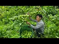 Download Lagu Harvesting Guava Garden go to market sell \u0026 Fish Pond Care | Solo Survival
