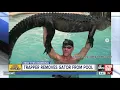 Nearly 9-foot alligator pulled from Florida pool