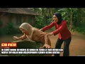 Download Lagu Tabungan Haji Raib, Mertua Hampir Dihabisi Menantu Sendiri