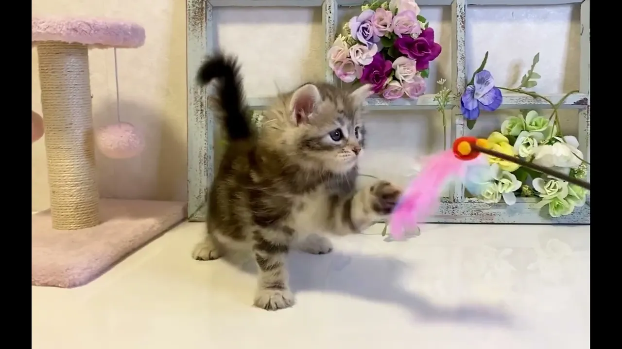 動画