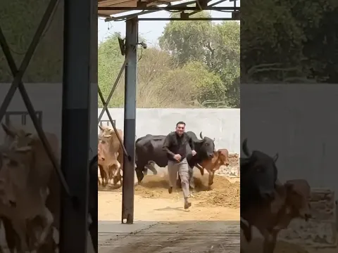 Soltaron las vacas 🏃🏻‍♂️🏃🏻‍♀️🐄🤣 #viral #comedia #humor