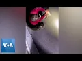 19-Foot Burmese Python Caught in Florida VOA News