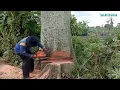 Download Lagu STIHL 070 - Tebang Pohon Kapuk