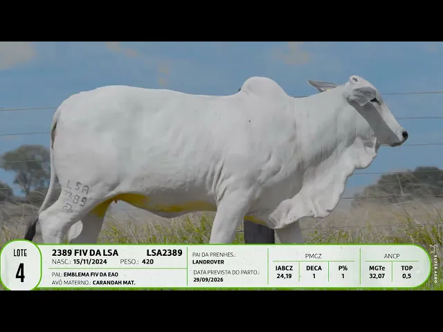 Novilha Nelore LSA - 2389