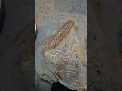 Bony toothed bird - what it looked like #fossils #bird #dinosaur