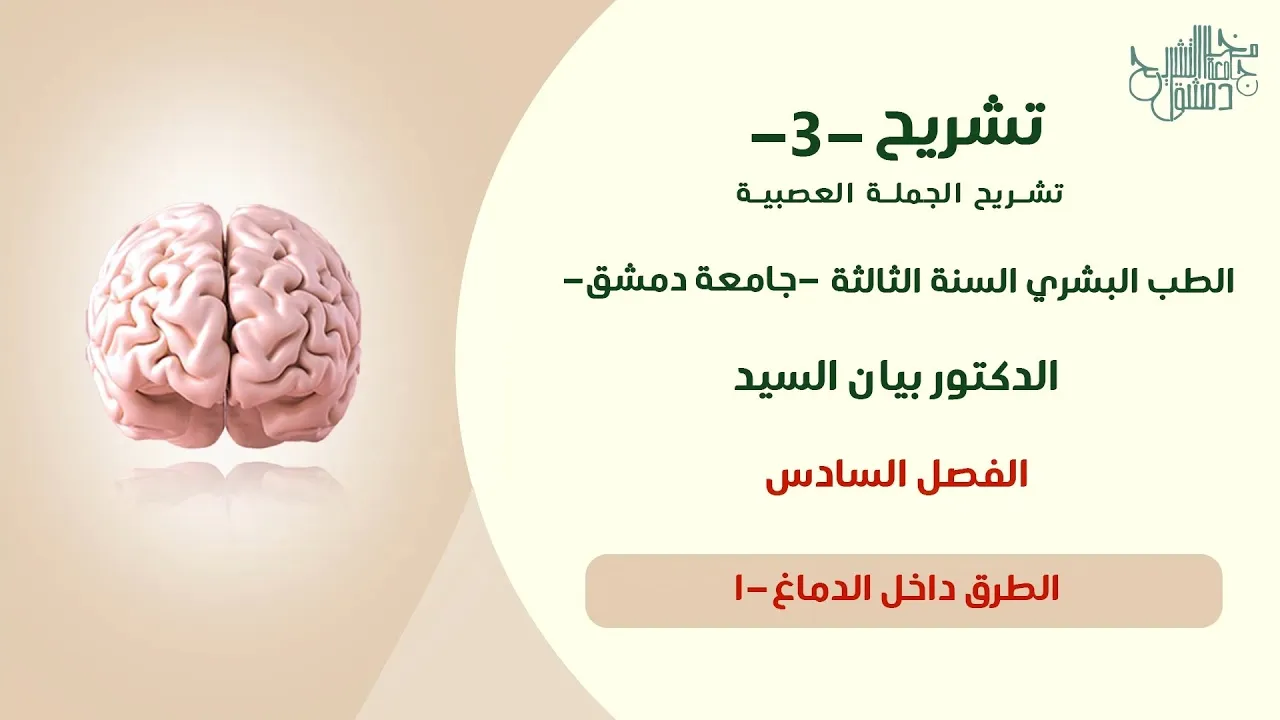 تشريح 1 | الطرق داخل الدماغ- الشمي والبصري (الفصل السادس) د.بيان السيد