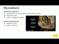 Hindgut Rectum Anal Canal