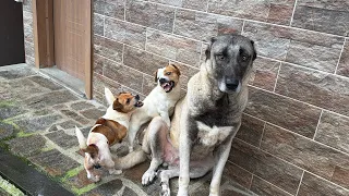 KANGAL REİNA PAYLAŞILAMIYOR