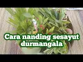 Download Lagu Cara nanding sesayut durmangala (pengresikan)