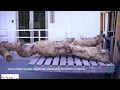 Download Lagu Zo wordt TerraSana's kuzu gemaakt in Japan | authentiek en biologisch