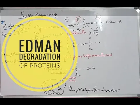 Edman Degradation of Proteins