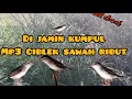 Download Lagu Suara burung ciblek sawah ribut cepet Nyamber