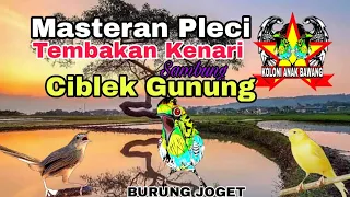 Download Masteran Pleci Tembakan Kenari Sambung Cigun Speed Rapat MP3