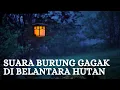 Download Lagu Suara Burung Gagak di Belantara Hutan \u0026 Burung Gagak Anakan