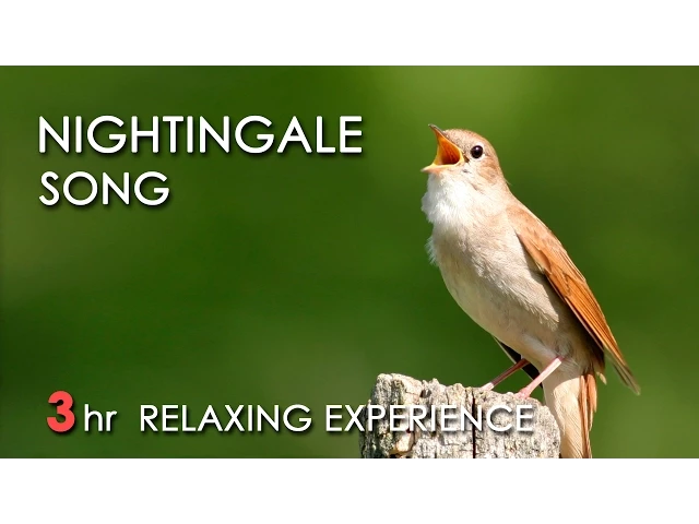 Download MP3 BEST NIGHTINGALE SONG - 3 Hours REALTIME Nightingale Singing, NO LOOP - Birdsong, Birds Chirping