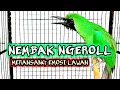 Download Lagu Masteran cucak ijo full isian - menaikan emosi dan tembakan panjang bongkar materi