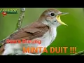 Download Lagu SUARA BURUNG MINTA DUIT || PELANDUK DADA PUTIH GACOR
