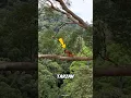 Download Lagu Tarzan Nyata yang Tinggal di Hutan Selama 20 Tahun