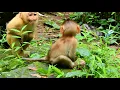 Awesome Communication Little Abby Talking To Baby Monkey Rainbow To Make Close and Connection