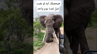 هيحصلك إيه لو بقيت فيل ليوم واحد معلومات اكسبلور Animals Facts معلومات غريبة Wildlife 